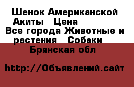 Шенок Американской Акиты › Цена ­ 35 000 - Все города Животные и растения » Собаки   . Брянская обл.